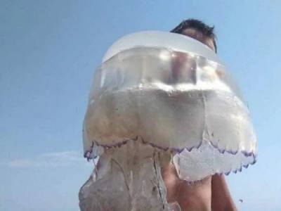На побережье Азовского моря курортник поймал гигантскую медузу