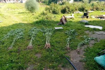 Житель Тверской области разбил конопляную плантацию в огороде