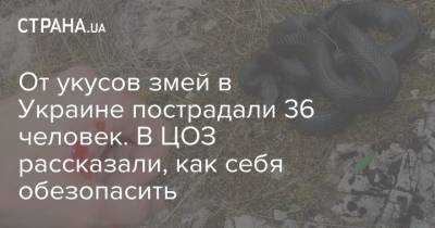 От укусов змей в Украине пострадали 36 человек. В ЦОЗ рассказали, как себя обезопасить