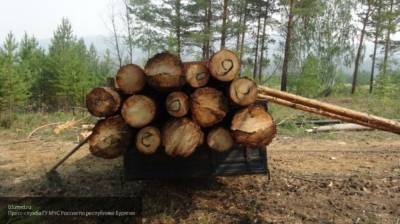 Мужчину убило деревом во время заготовки дров для бараньего шашлыка