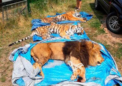 Сбежавших из чешского зоопарка тигров и льва поймали
