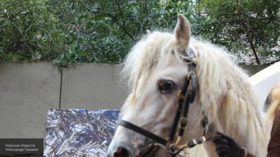 Запряженная лошадь пронеслась по улицам Казани и устроила ДТП