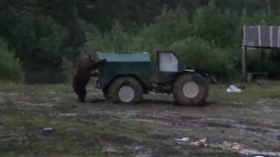 На уральскую базу отдыха пришел огромный медведь (ВИДЕО)