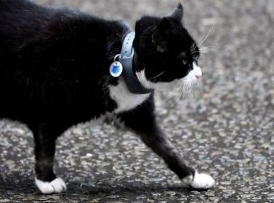 Кот по кличке Пальмерстон уходит с поста главного ловца мышей в МИД Британии