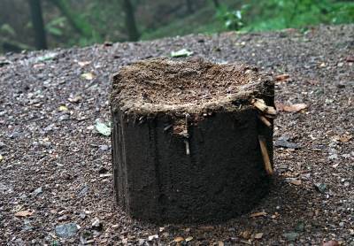 В Бурятии восемнадцатилетний парень незаконно вырубил три кубометра лиственницы