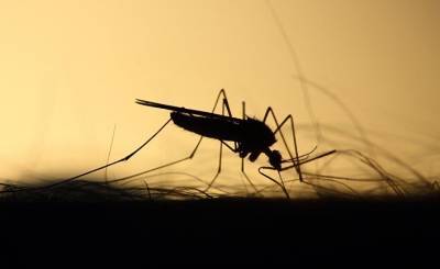 Хуаньцю шибао (Китай): рассказываю вам, почему осенью комары свирепее тигров