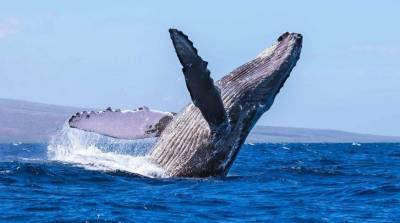 Горбатый кит сделал несколько сальто из воды и восхитил рыбаков - видео