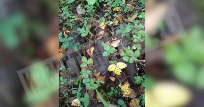 Жительница Ленобласти нашла снаряды времен ВОВ вместо грибов