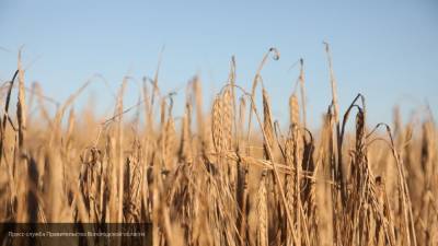 Россия в августе 2020 года побила рекорд по экспорту зерна