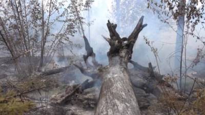 Сибирские леса горят