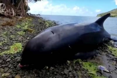Душераздирающая гибель матери-дельфина и детеныша: Япония отправляет новых ликвидаторов разлива
