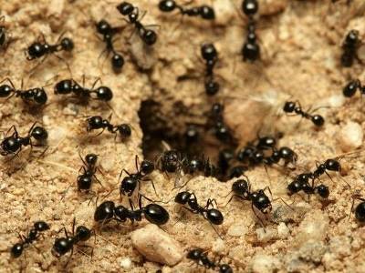 В Великобритании создали новое экологичное топливо из муравьиной кислоты