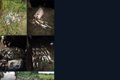«Не рыболовство, а вычерпывание»: СМИ бьют тревогу о продлении вылова горбуши на Сахалине
