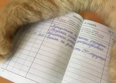 Убит трудоустроенный в библиотеку кот Степан: полиция Тверской области ищет живодера