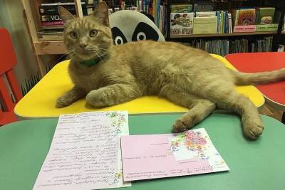 В Тверской области убили знаменитого кота-библиотекаря