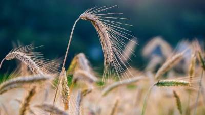 В России отмечен рекордный объём месячного экспорта зерна