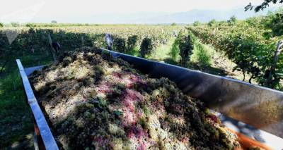Ртвели 2020: фермеры уже сдали на заводы почти две тысячи тонн винограда