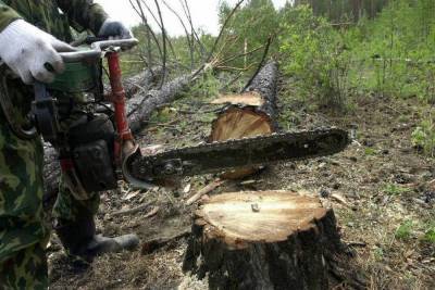 В Ярославской области лесной браконьер нарубил себе на 4 года