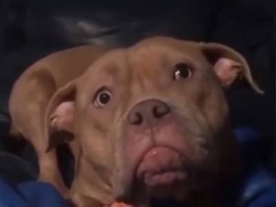 Жалобный взгляд пса, которому нельзя отказать, попал на видео и вызвал сочувствие в Сети