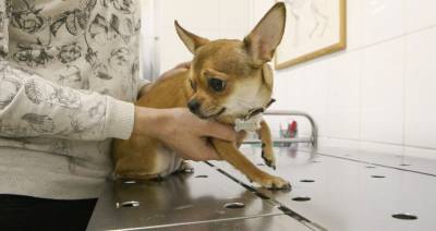 В ветеринарных клиниках столицы проводят акцию по чипированию домашних животных