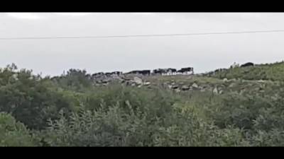 Пастух на лошади пасет коров на свалке в Южно-Сахалинске