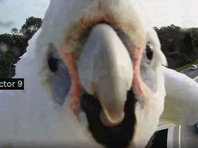Наглый попугай атаковал камеру видеофиксации