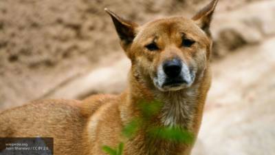 Предков новогвинейских поющих собак обнаружили ученые
