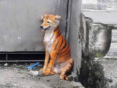 Хулиганы перекрасили бродячую собаку в тигра и вызвали возмущение в Сети