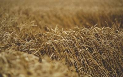 Минэкономики снизило прогноз урожая зерна