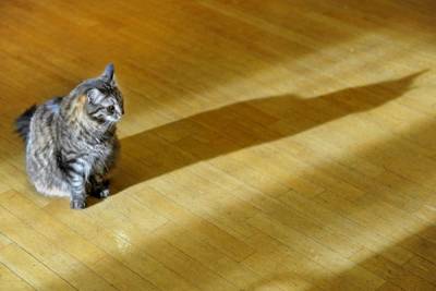 Политическая карьера знаменитого рижского кота Кузи закончилась