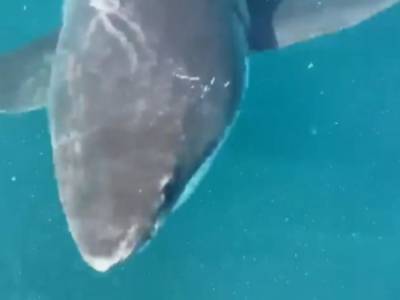 Откусила часть винта: Акула-людоед атаковала рыбацкую лодку у берегов Австралии