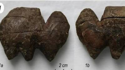 В Красноярском крае нашли артефакт возрастом более 24 тысячи лет
