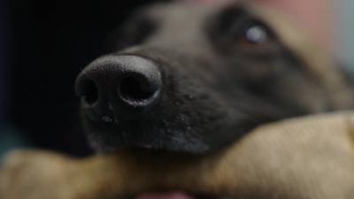 Вплоть до смерти: кинолог назвал цветы, опасные для собак