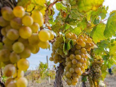В Араратской области Армении проходит акция протеста виноградариев