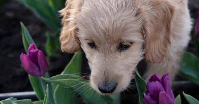 Названы цветы, из-за которых может погибнуть собака