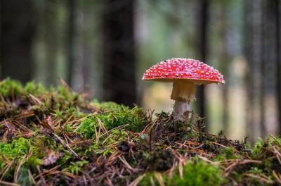 За год число отравившихся грибами в Воронежской области уменьшилось в 4 раза
