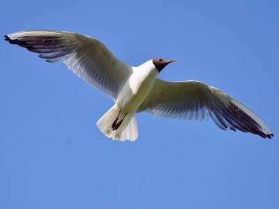 «Опасность не настолько велика»: орнитологи оценили скопления птиц в районе «Шереметьево»