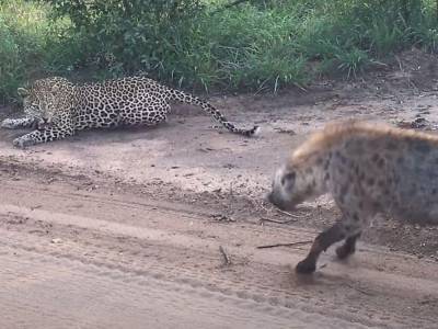 Самец гиены побеспокоил леопарда и едва не поплатился за это жизнью