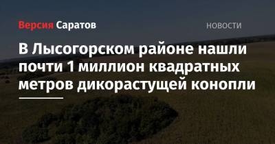 В Лысогорском районе нашли почти 1 миллион квадратных метров дикорастущей конопли