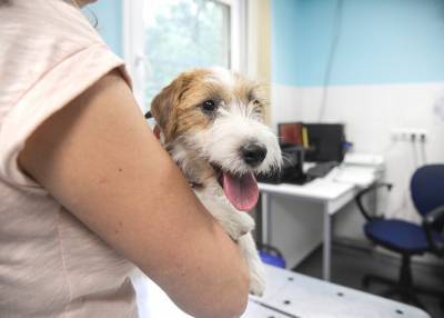 Ветеринарные врачи Москвы вылечили более 280 тысяч животных за год
