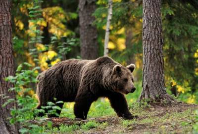 Первая встреча: грибник в лесу под Приозерском отпугнул медведя криком «Кыш» и палками
