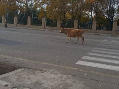 Шла в горсовет на прием: В центре Скадовска заметили гуляющую корову