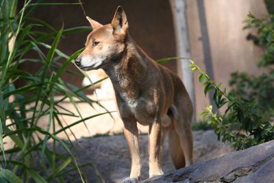 Впервые за полвека в дикой природе нашли новогвинейских поющих собак