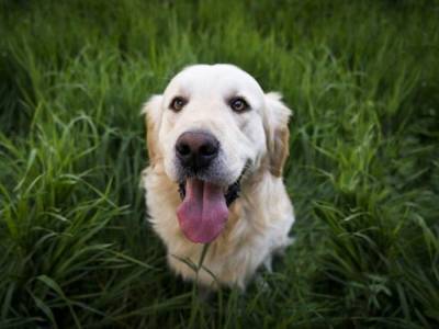 Кинологи сообщили об опасных для здоровья собак растениях
