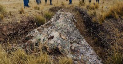 В Южной Америке нашли окаменелое дерево возрастом в 10 миллионов лет