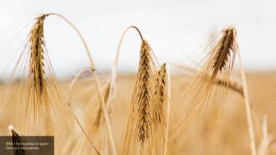 Российское зерно составило 80% на рынке Египта