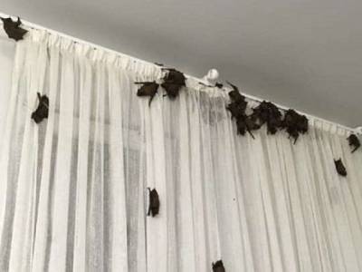 Курьез: офис в Харькове оккупировали сотни летучих мышей (ФОТО)