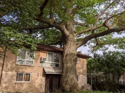 Мужчина решил продать дом ради спасения 300-летнего дуба