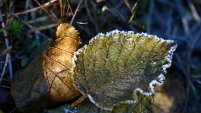 Во второй день осени в Ленобласть придут заморозки