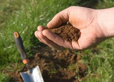 Природное удобрение: как сделать кислую почву на дачном участке пригодной для посадки